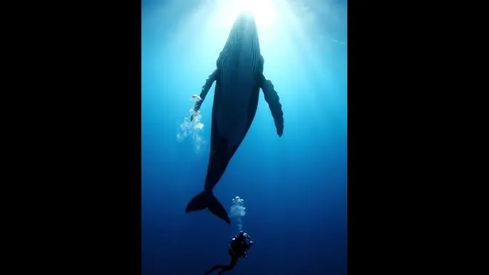 白丝捆绑调教 - 深蓝星球：探索海洋深处的未知世界
